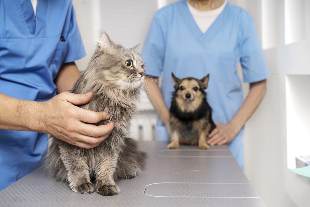 close-up-veterinary-doctor-taking-care-pet