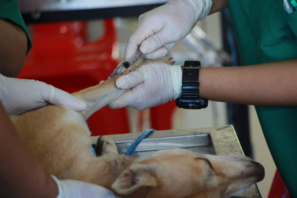 pexels-photo-1350591 Close-up of a veterinarian injecting a dog with care in a clinic setting.